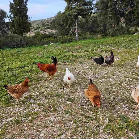 Kalamos Heights Kalamos (Kythira)